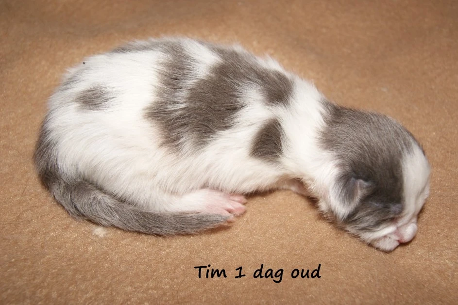Tim